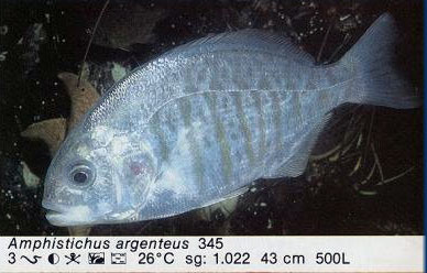 Amphistichus argenteus